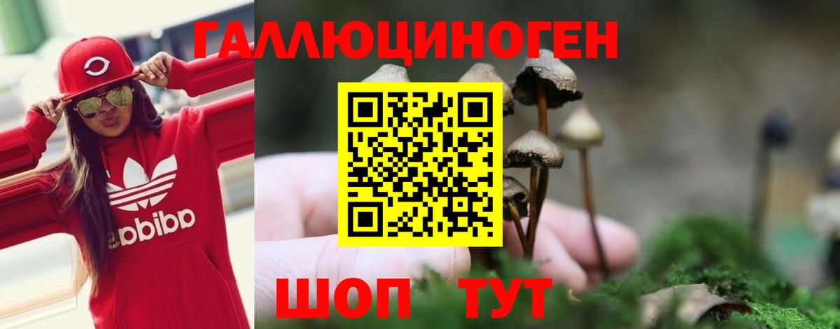 как найти   Псилоцибиновые грибы прущие грибы  Псилоцибиновые грибы GOLDEN TEACHER  Вход с VPN  Барнаул 